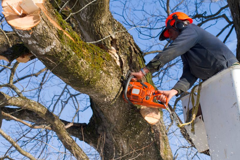Spring Tree Removal