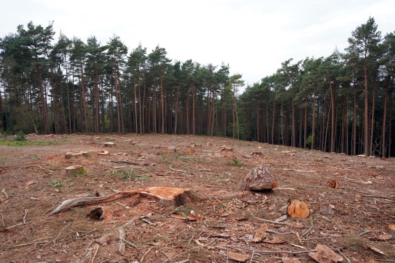 Tree Dormancy Benefits