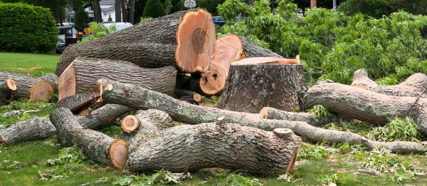 Large Tree Removal in Claremore