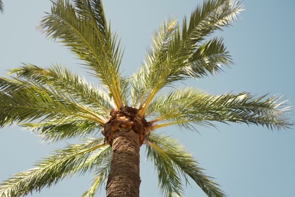 Palm Tree Removal in Claremore