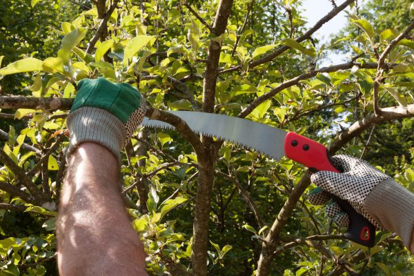 Small Tree Removal in Claremore