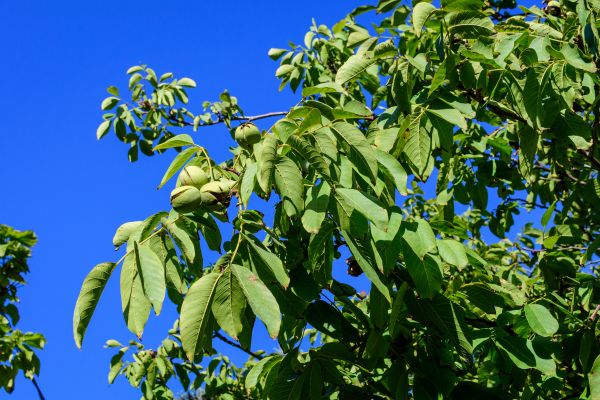 Walnut Tree Removal in Claremore