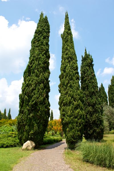 Cypress Tree Removal in Claremore