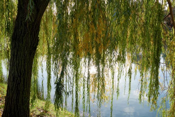 Willow Tree Removal in Claremore