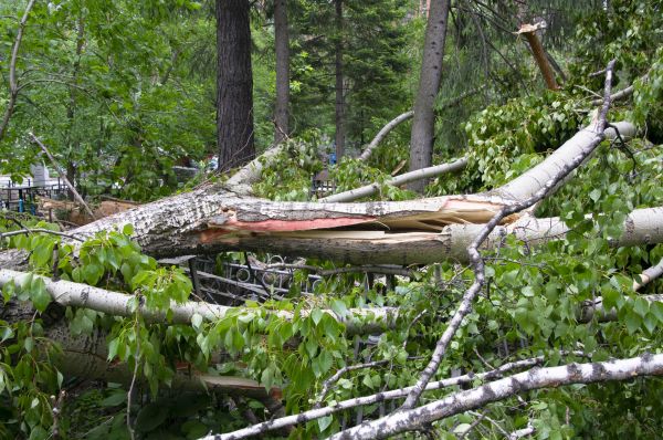 Birch Tree Removal in Claremore