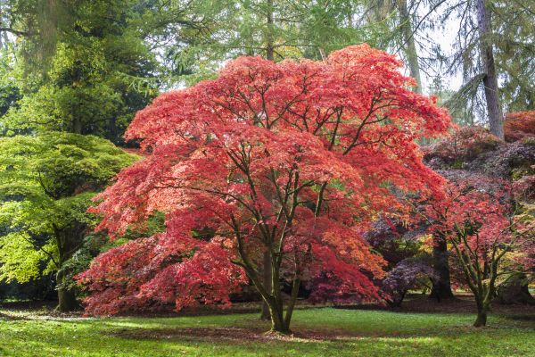 Maple Tree Removal in Claremore