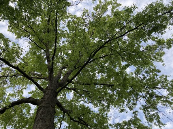 Oak Tree Removal in Claremore