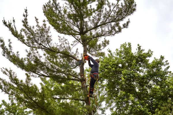Pine Tree Removal in Claremore