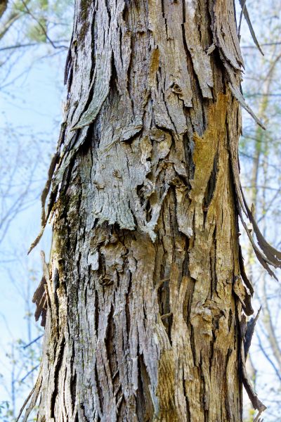 Hickory Tree Removal in Claremore