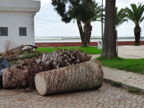 Palm Trees Removal in Claremore