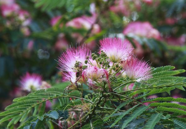 Mimosa Tree Removal in Claremore