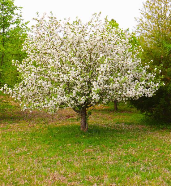 Dogwood Tree Removal in Claremore