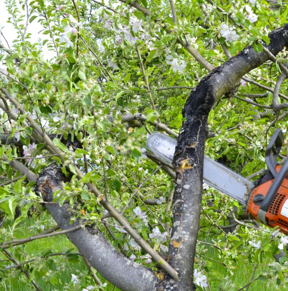 Apple Tree Removal in Claremore