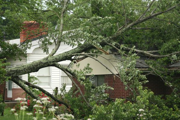 Emergency Tree Removal in Claremore