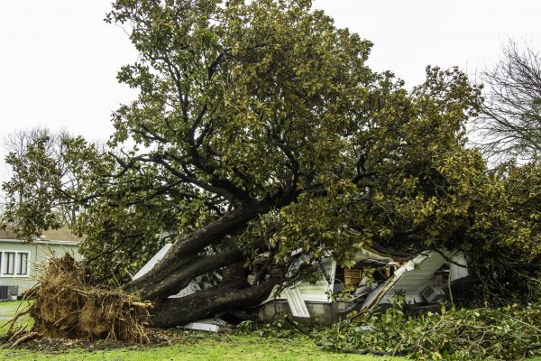 Fallen Tree Removal in Claremore