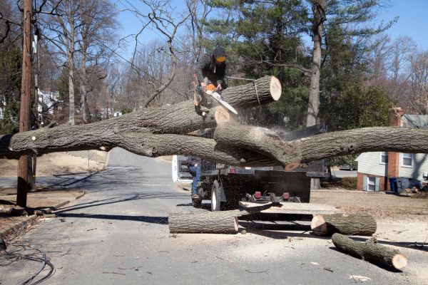 Residential Tree Removal in Claremore
