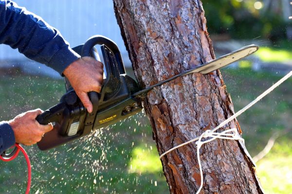 Dead Tree Removal in Claremore